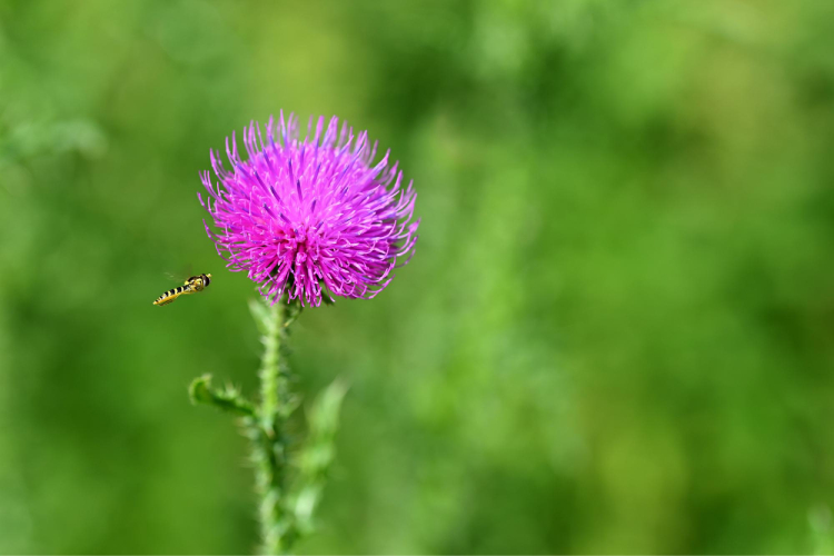 Health Benefits of Milk Thistle